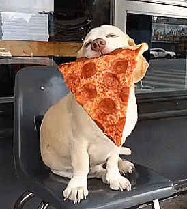 pizza-dog